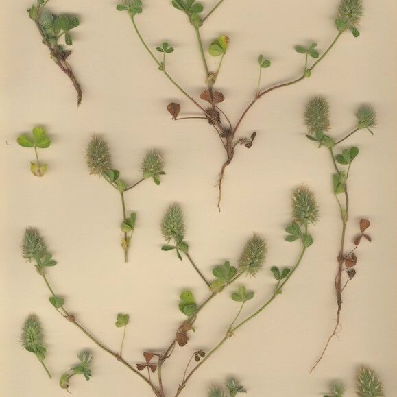 Trifolium sylvaticum Hábito