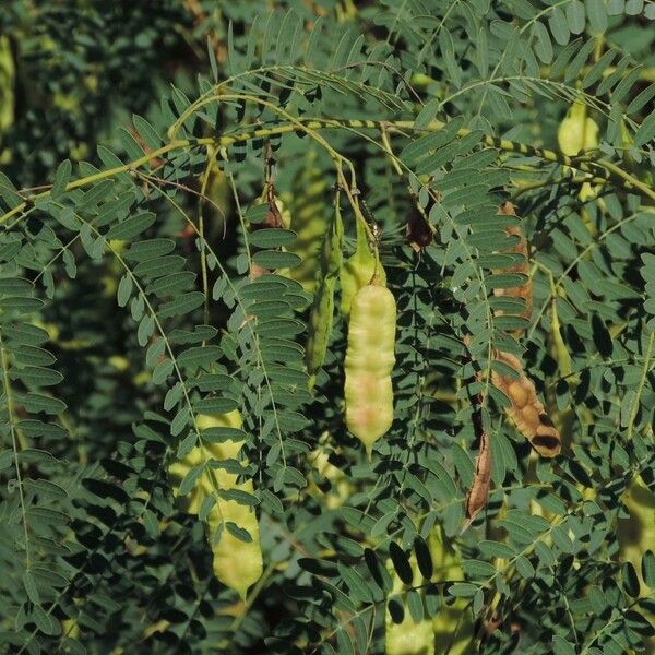 Sesbania drummondii Fruit