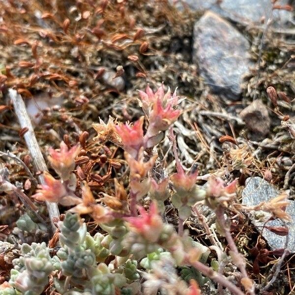 Sedum cespitosum Virág