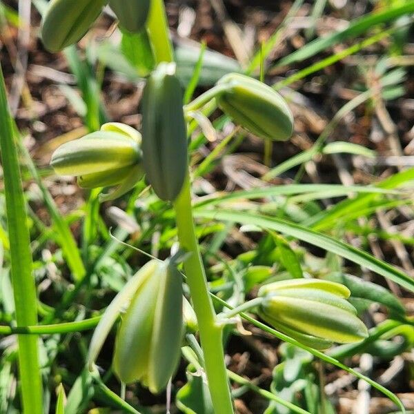 Albuca abyssinica Květ