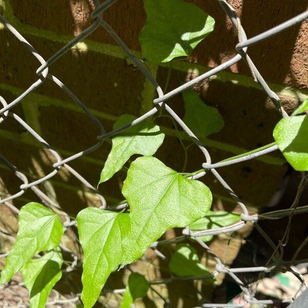 Cocculus carolinus Folla