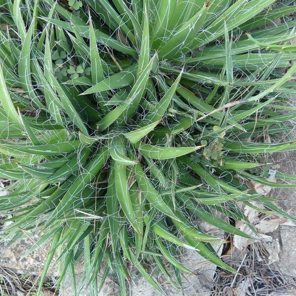 Agave filifera Облик