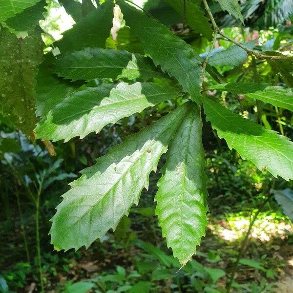 Quercus lancifolia Blad