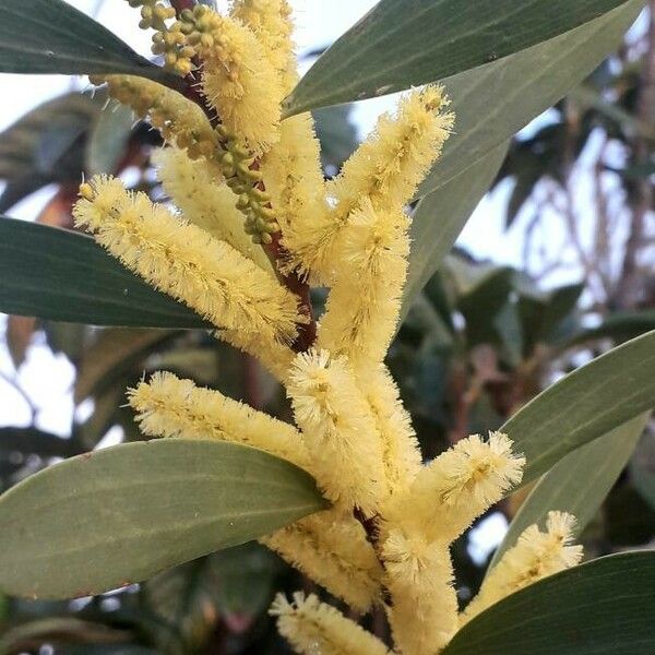 Acacia longifolia Blomst