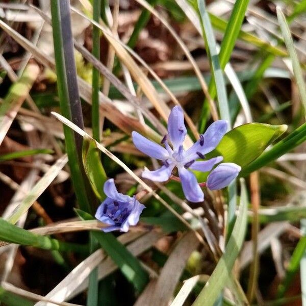 Scilla bifolia Flors