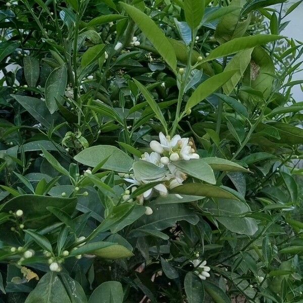 Citrus × aurantiifolia फूल