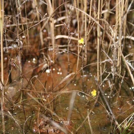 Utricularia subulata عادت داشتن