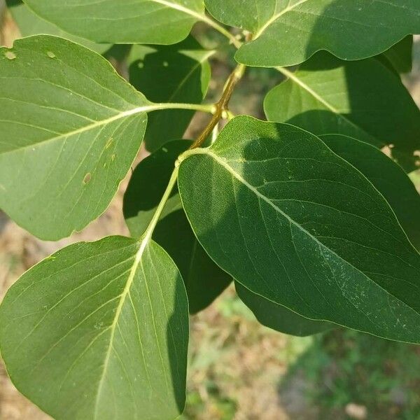 Syringa reticulata Folha