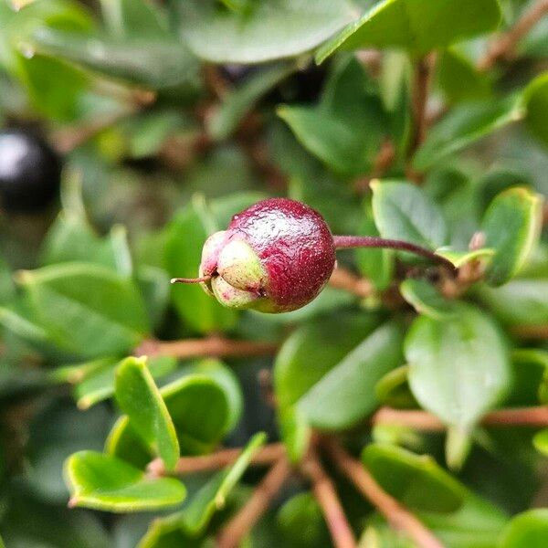 Luma apiculata Фрукт