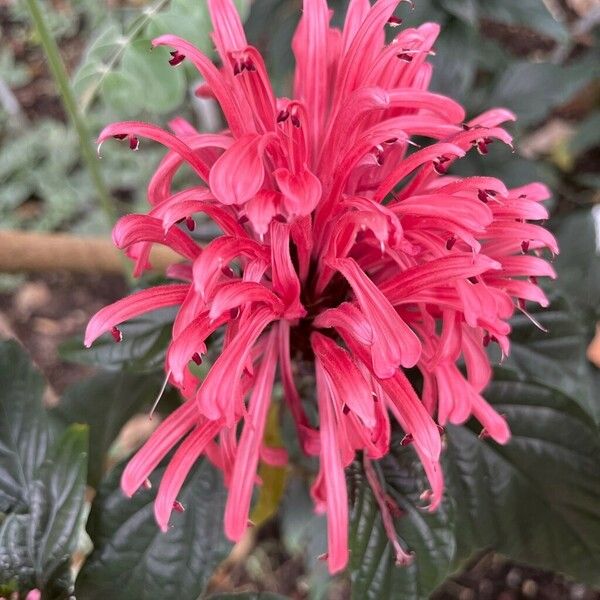 Justicia carnea 花