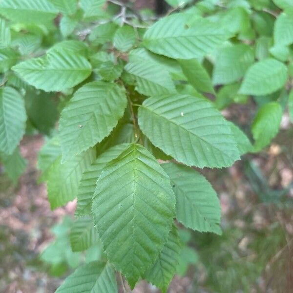 Carpinus caroliniana Лист