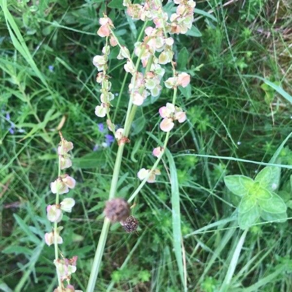 Rumex acetosa Квітка