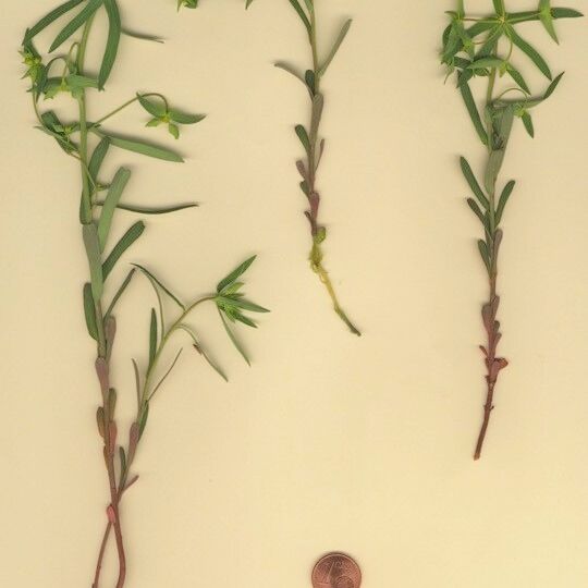 Euphorbia taurinensis Агульны выгляд