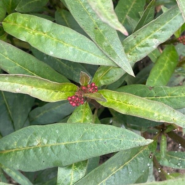 Asclepias curassavica Leaf