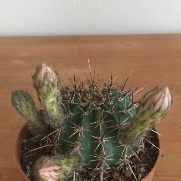 Echinopsis eyriesii Flower