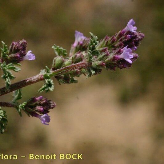 Verbena supina Outro