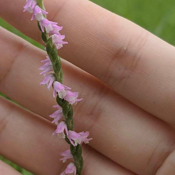 Spiranthes sinensis ᱵᱟᱦᱟ