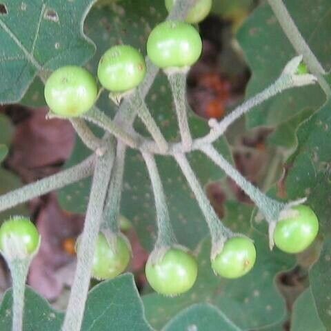 Solanum torvum Vaisius