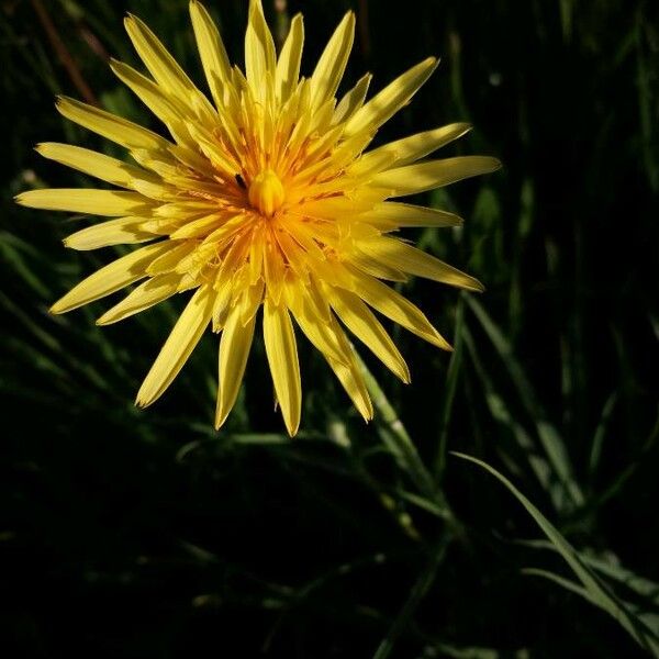 Tragopogon pratensis Blüte