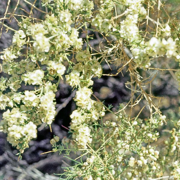 Ambrosia salsola Blüte