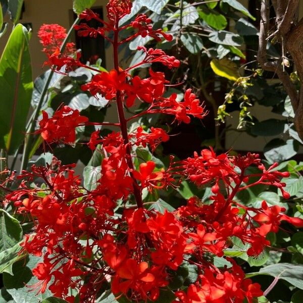 Clerodendrum buchananii Blomma