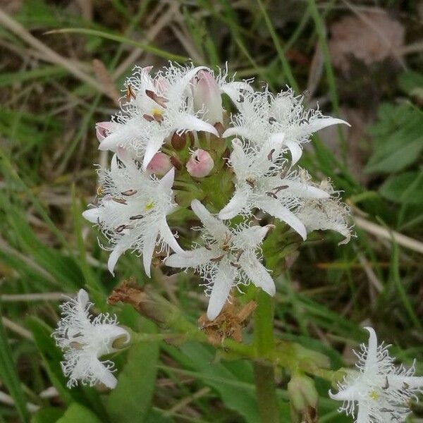 Menyanthes trifoliata Flower