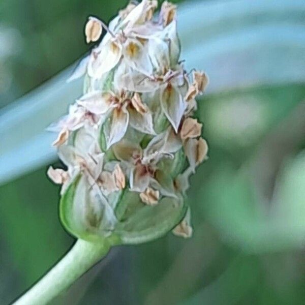 Plantago ovata Flower