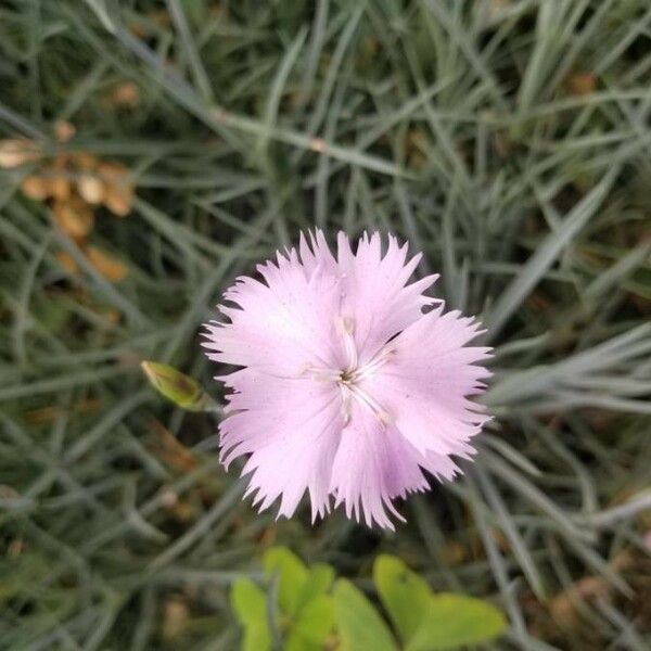 Dianthus plumarius Flower