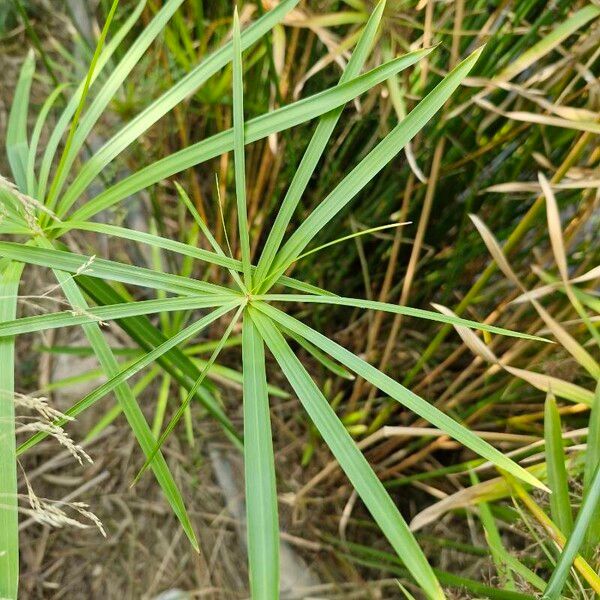 Cyperus alternifolius 葉