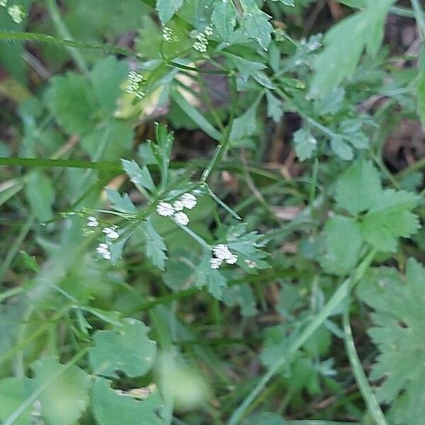 Sison amomum Flower