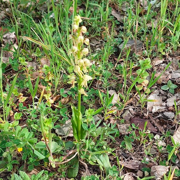 Orchis anthropophora ശീലം