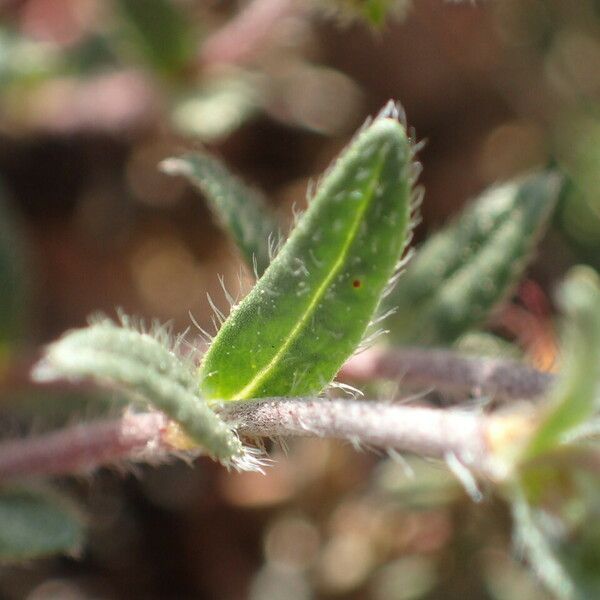 Helianthemum oelandicum Leaf