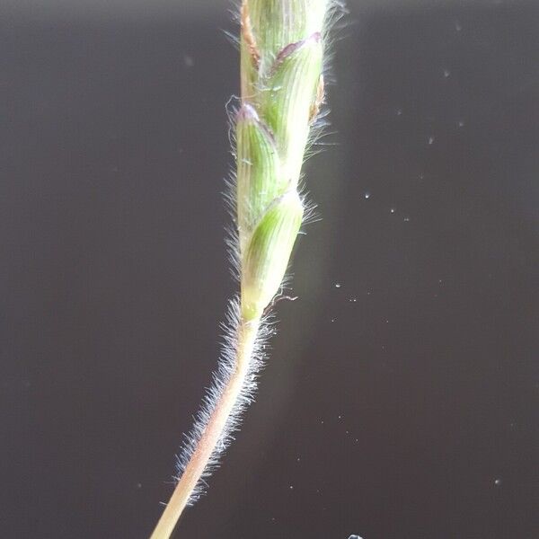 Dichanthium aristatum Flower