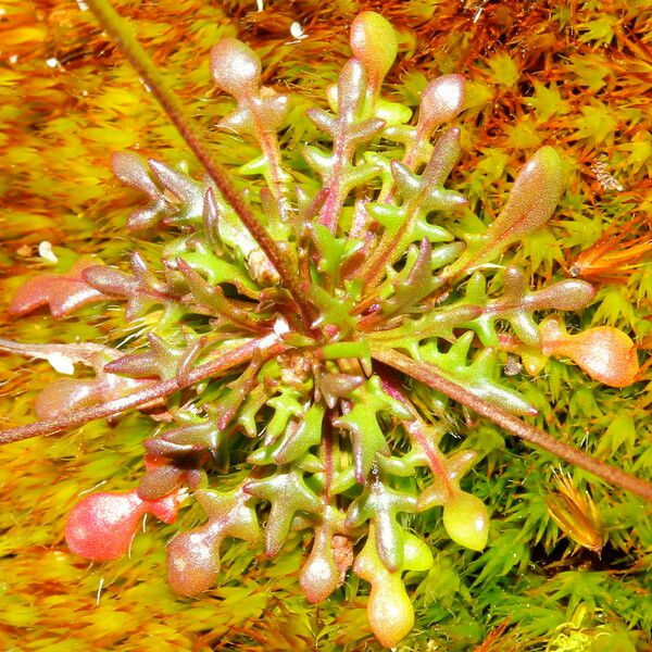 Teesdalia coronopifolia Habit