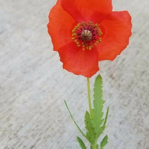 Papaver pinnatifidum फूल