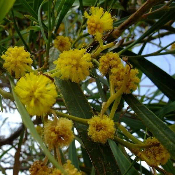 Acacia saligna Λουλούδι