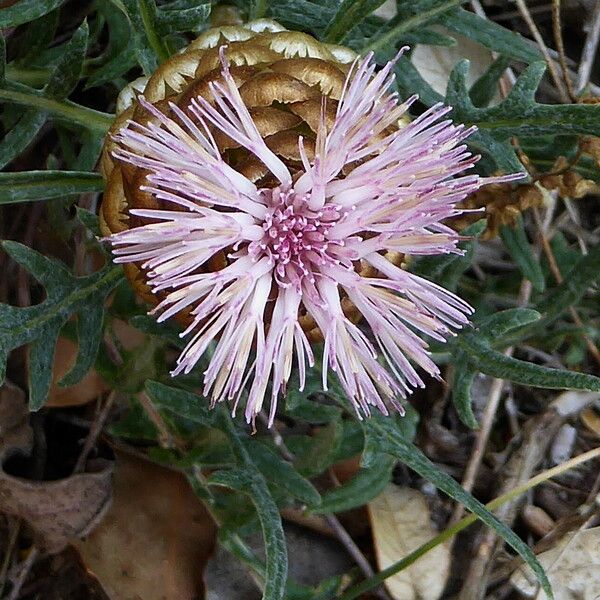 Rhaponticum coniferum 花