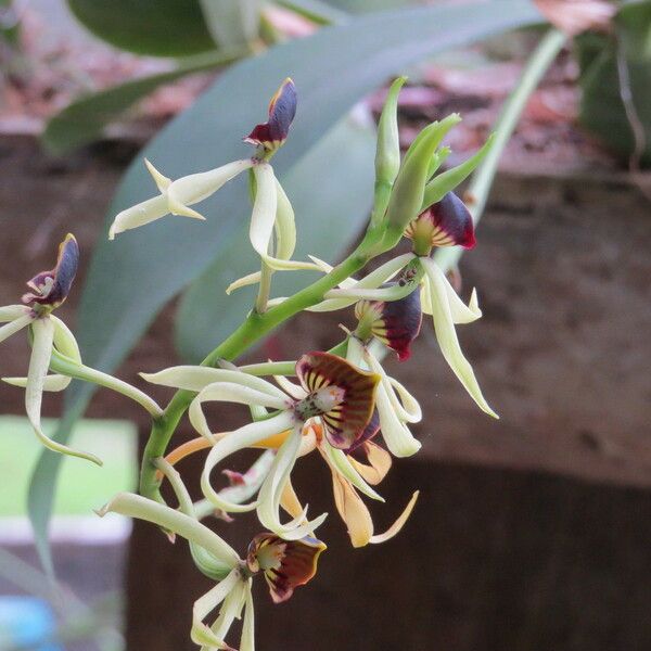 Observation: Prosthechea cochleata (L.) W.E.Higgins (EOL − ...