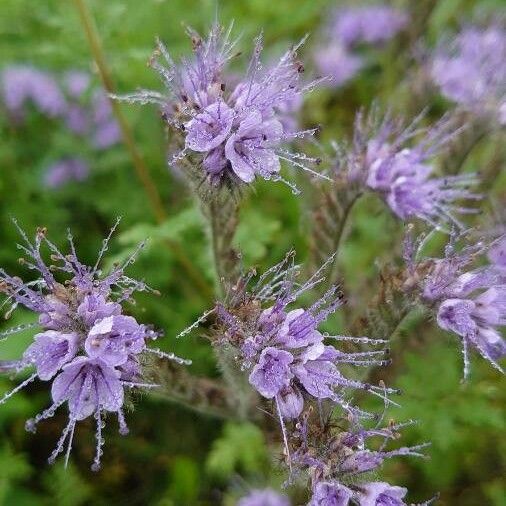 Phacelia tanacetifolia Kvet