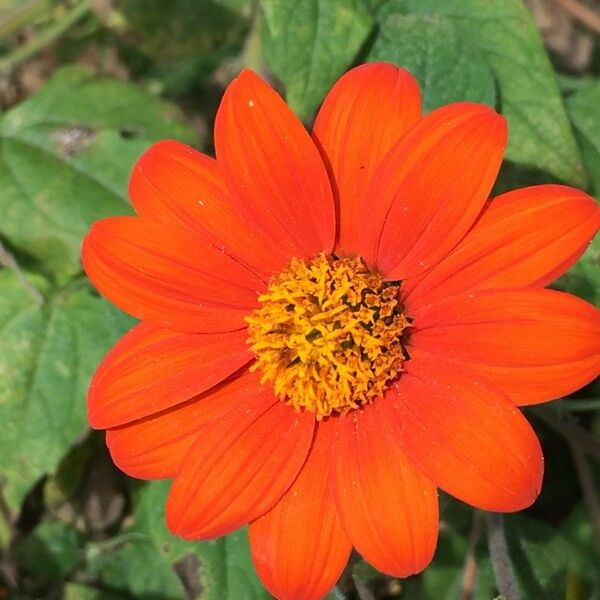 Tithonia rotundifolia Cvet