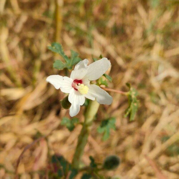 Abelmoschus ficulneus Blodyn