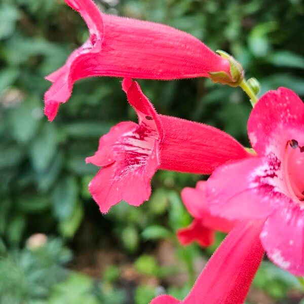 Penstemon barbatus Flower