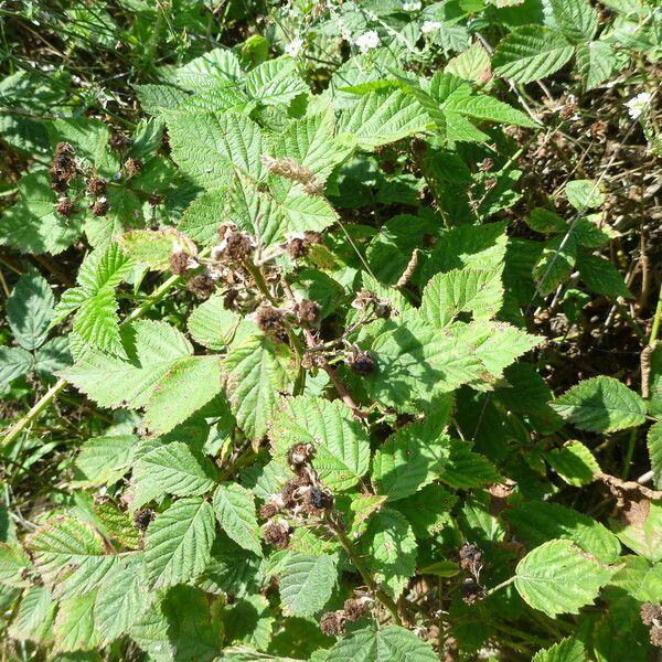 Rubus vanwinkelii