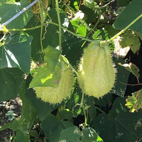 Sicyos edulis Fruit