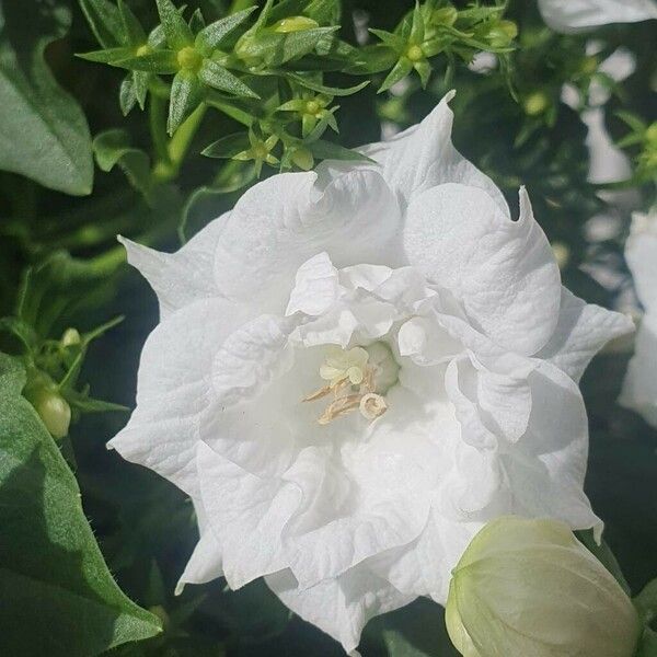 Campanula carpatica Flower