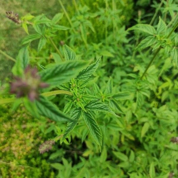 Cedronella canariensis 葉