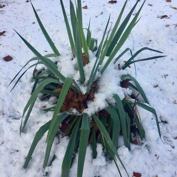 Yucca filamentosa Hoja