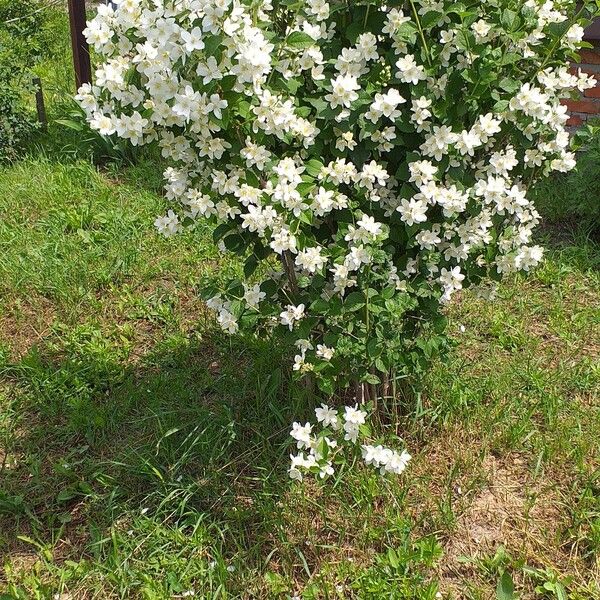 Philadelphus coronarius 花