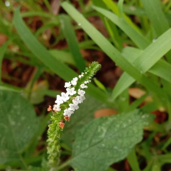 Heliotropium indicum Flower