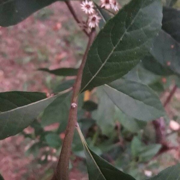 Vernonia amygdalina 樹皮